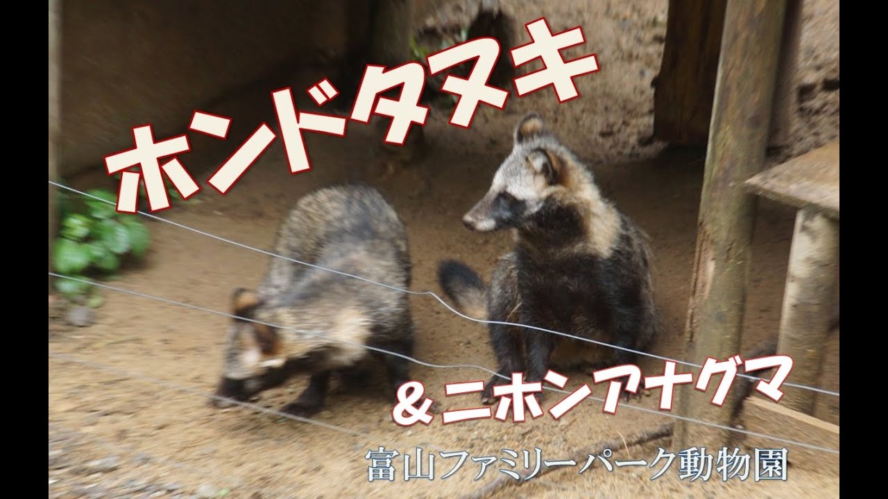 日本のムジナ-タヌキ&アナグマ-(富山ファミリーパーク動物園) - YouTube