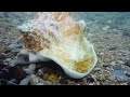 Secrets of the conch shell and its toughness
