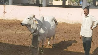 CCBF Tharparkar Cow Ki Nilami