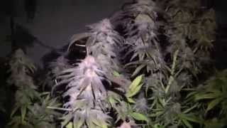 OMMPgrower Journal DAY 58