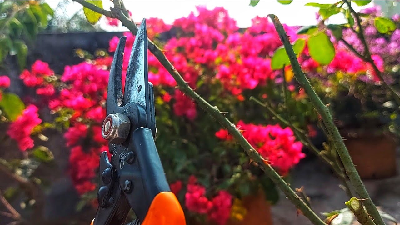 How to Prune Roses.//गुलाब की कटाई कब करे.// Late Pruning of Roses