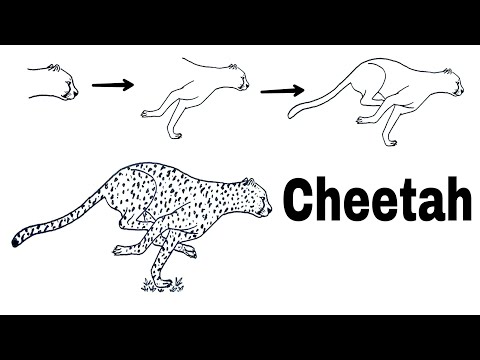 Video: Cara Menggambar Cheetah