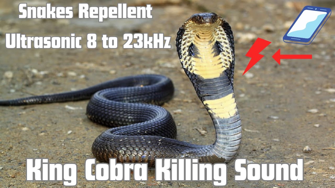 Anti Snake Repellent Sound | Keep Snakes away | Ultrasonic sound 8 to ...