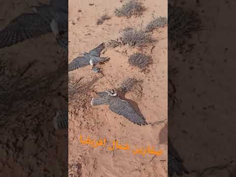 طرح صقر وكري بالنقل في جنوب تونس