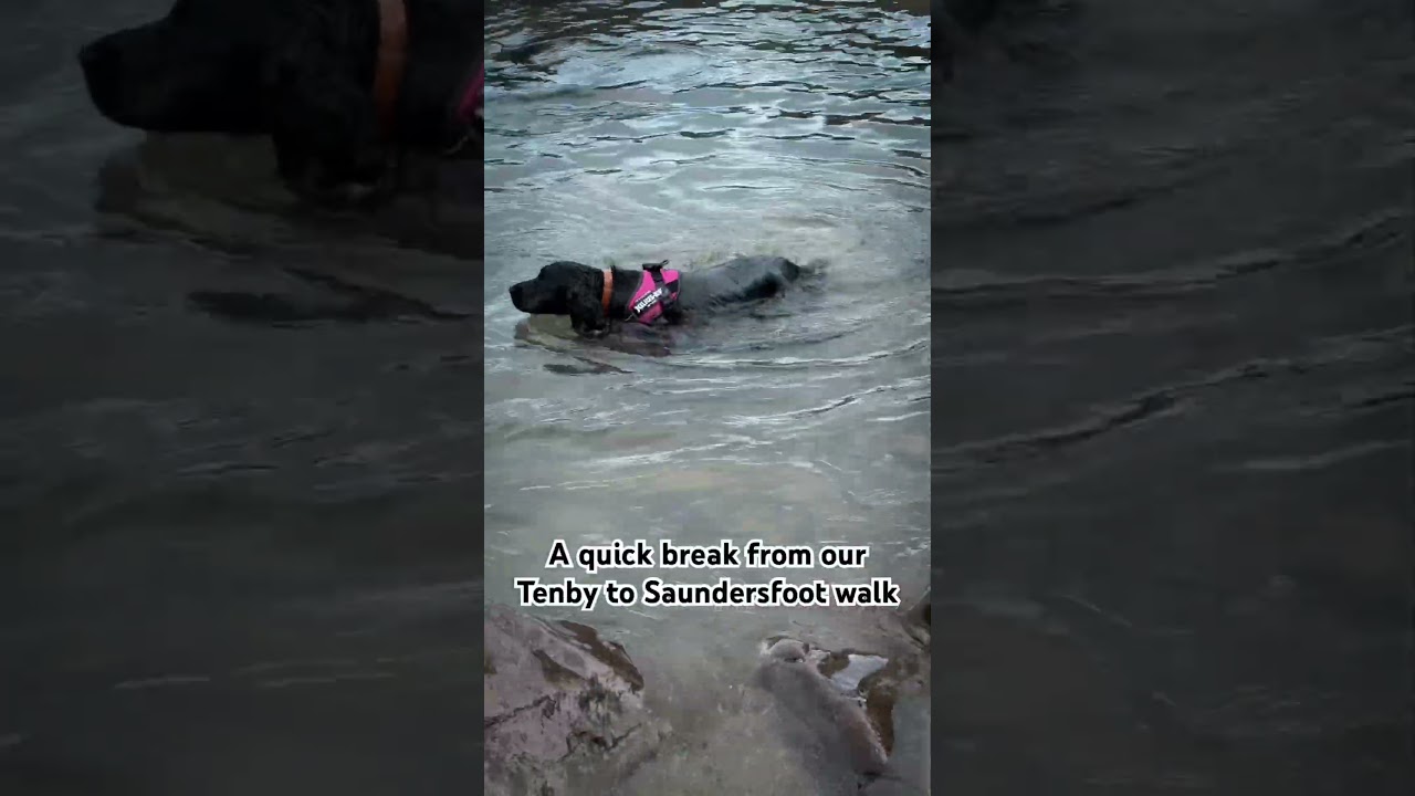 A Wales Coast Path Walk - Tenby to Saundersfoot. Margot having a swim 