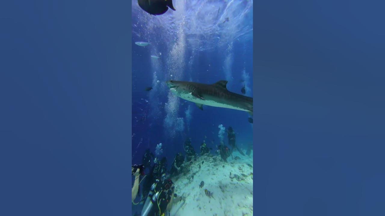 Tiger Shark Fuvahmulah Maldives #tigershark #galeocerdocuvier #