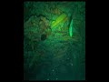 Night Spearfishing #freediving #spearfishing