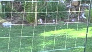 Stable Cable Garden Trellis Video