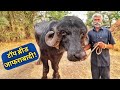हक्का भाई का सुपर जाफराबादी बुल|Jafrabadi Buffalo Bull at Aryaman Gaushala jasdan Gujrat