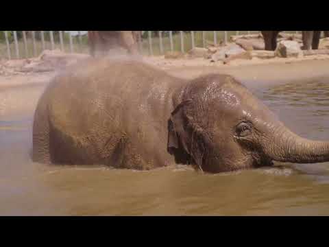 Asian elephants beat the heat at Whipsnade Zoo