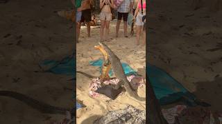 POV: Even Monitor Lizards Know Muay Thai 🇹🇭🥊😂 | 2026