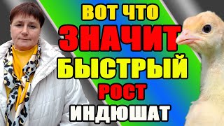 Только при таком содержании ИНДЮШАТА БЫСТРО набирают вес.