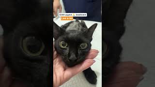 #youtubeshorts #youtubreels #catshorts #fypシ゚viral #love #resuce
