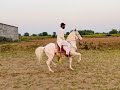 Horse riding  raja ghayas ahmed horse raj kumar