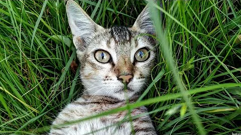 Video 11227091: cats catlover cutecat funny, cutecats baby cats funny, catlover cutecat love funny, cats cute lovely catlover, cats house funny, cat beautiful baby, cat loves massage