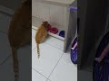 #animais fato lindo #petsfofinhos #youtubeshorts #gatos #gatos #gato #pets #animais # viral #