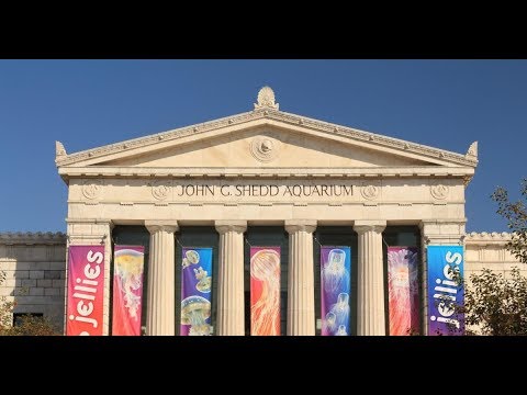 shedd-aquarium---beauty-of-the-amazon