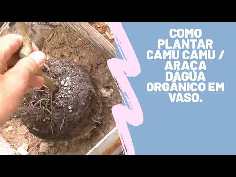 Como Plantar Camu Camu /Araça dágua orgânico em vaso