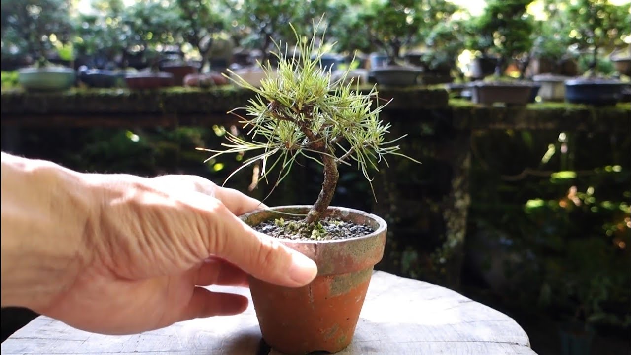 Bonsai diary】 【山採り赤松】 芽切りからの経過報告 ♯357 - YouTube