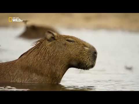 Удивительный, животный мир - Перу. Анды(2). Документальный фильм. 'National Geographic'