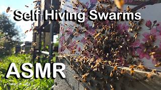 Self Hiving Swarms ASMR Slow Motion NO narration