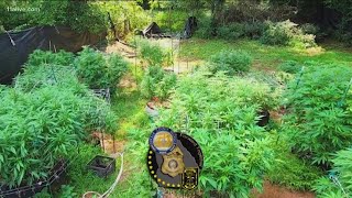 Large marijuana bust in DeKalb