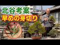 【早めの芽切り】芽の伸びの差で判断する|必要な盆栽の見分け方