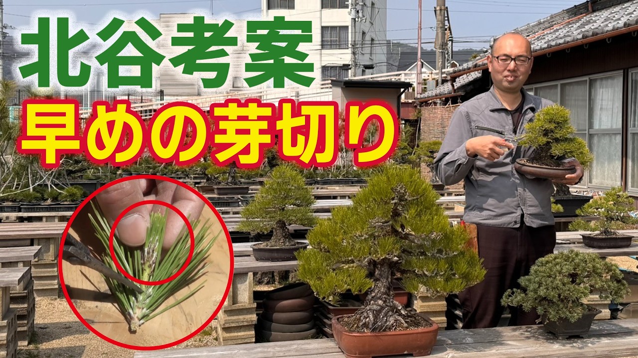 【早めの芽切り】芽の伸びの差で判断する|必要な盆栽の見分け方