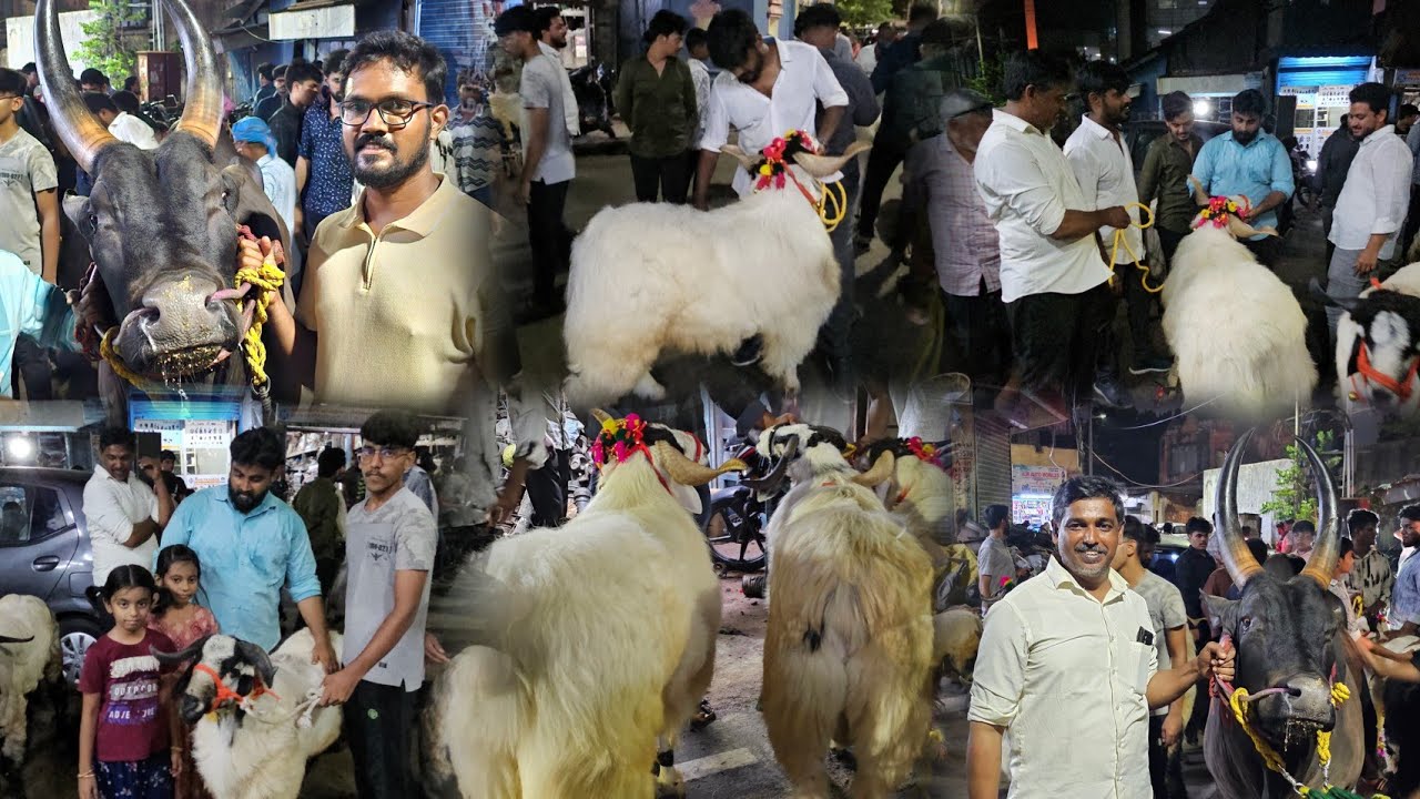 PUDUPET VISIT BIGGEST & BEAUTIFUL QURBANI SHEEPS 