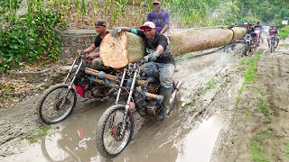 : Risky But Genius Technique to Transport Gigantic Logs