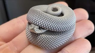 Cute Funny Snake Compilation - Snek Meme