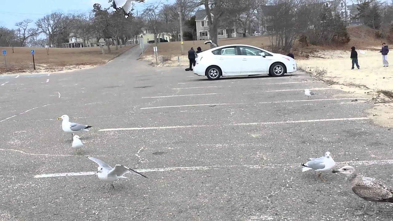 More gulls at Onset, MA March 15, 2014