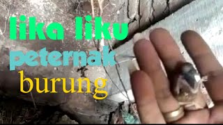 Lika liku peternak burung yang menguji kesabaran