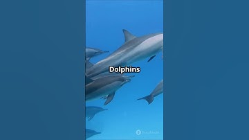 Secret Language of Animals  #AnimalCommunication #DolphinLanguage #Wildlife #NatureDocumentary