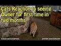 Cats REACT To Seeing Owner For First Time In Months