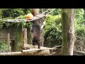 Momoco the Sun bear "Snack time" / マレーグマのモモコ「おいしい時間」（上野動物園）