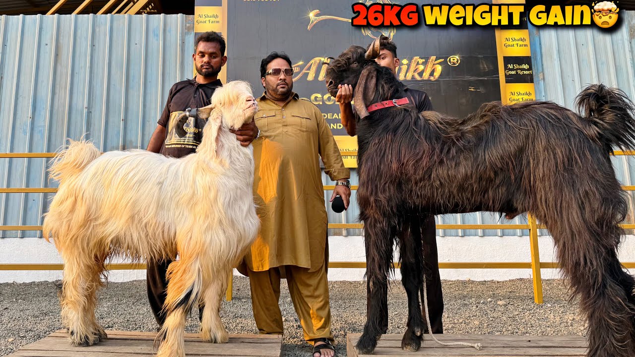 26 KG WEIGHT GAIN🤯 !!!MOST BEAUTIFUL FURRY Goats of AL SHAIKH Goat RESORT Bhiwandi Mahapoli