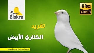 تغريد كناري - تغريد الكناري الابيض