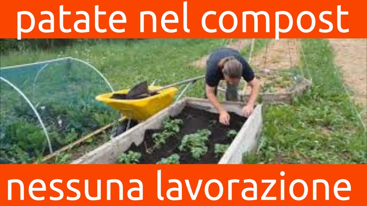 nessun trucco-patate nel cassone-solo compost- no-dig- come ho fatto le patate- gliortidimauro