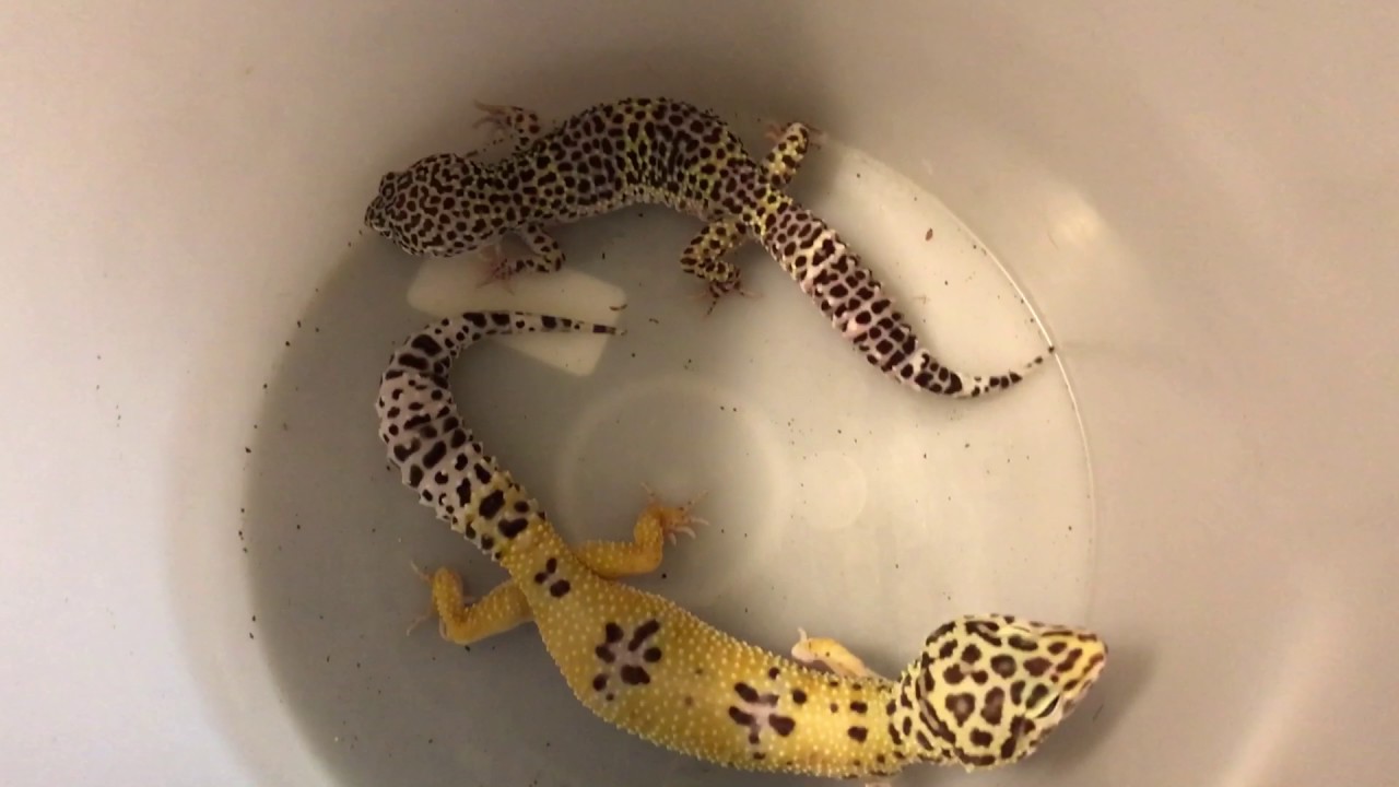 how to video while playing music Son Of Skull Leopard Gecko Breeding Update January 2016