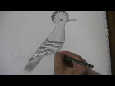 تعليم رسم طائر يطير بالجو وتظليله مع ابسط الخطوات Youtube