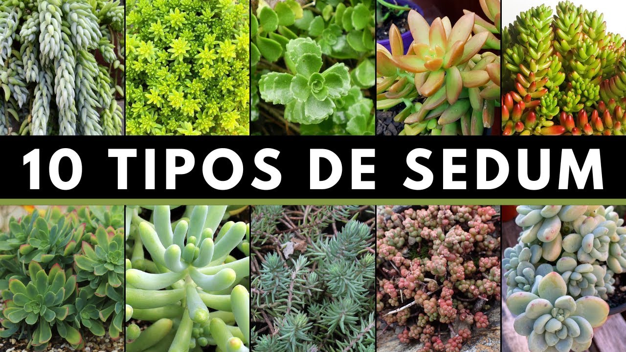 10 Tipos de SEDUM