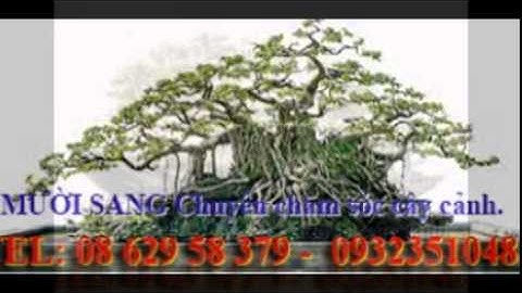 [[[0932351048.]] dịch vụ cắt cỏ, trồng cây xanh sân vườn quận 5.tphcm