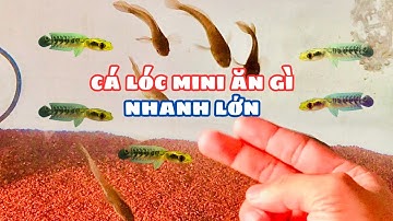 Cá Lóc Mini Ăn Gì Mau Lớn  Cập Nhật Tình Hình 10 Bé Yellow Riau