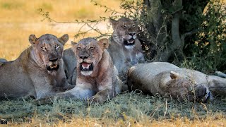 Satara Lion Pride Lose their Meal to Mayambula male lion - Kruger National Park