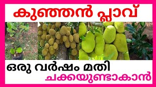 കുഞ്ഞൻ പ്ലാവ് ഒരു വർഷം മതി ചക്കയുണ്ടാകാൻ Resimi