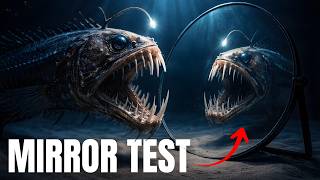SEA CREATURES VS MIRROR - Deep Ocean Experiment