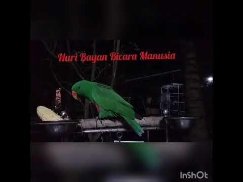 Nuri Bayan bicara \