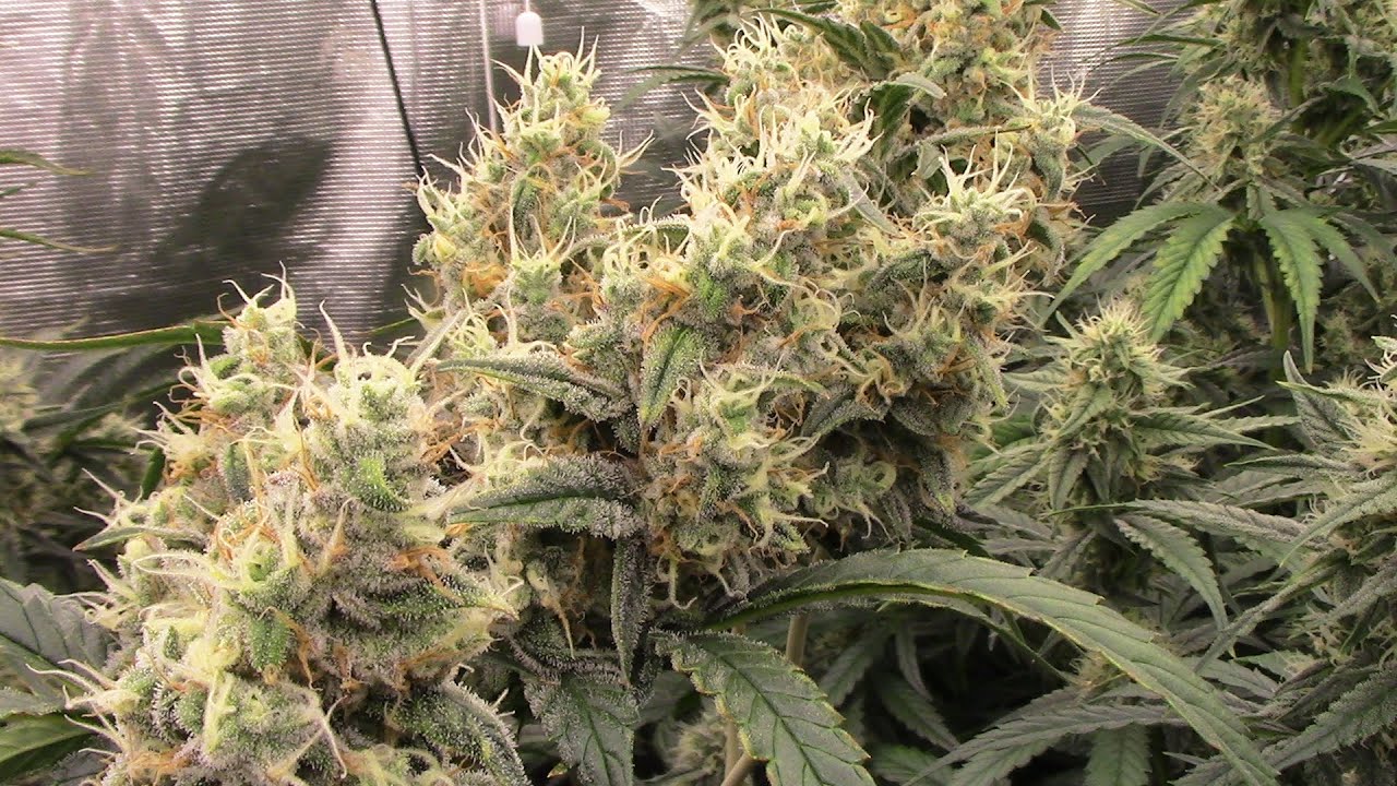 S16:E1 Mephisto Autoflower Cannabis grow, Sour Stomper Day 54