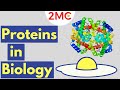 Proteins | Biological Molecules Simplified #2